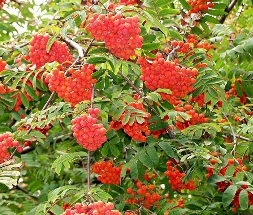 Mountain Ash Tree Seeds for Planting (50 Seeds) - Sorbus aucuparia ...
