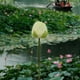 thumbnail image 1 of Simulación Plástica 1 unidad de arreglo floral artificial de loto y nenúfar de plástico blanco para decoración del hogar,mesa de salón budista o pecera. Rkxzt, 1 of 9
