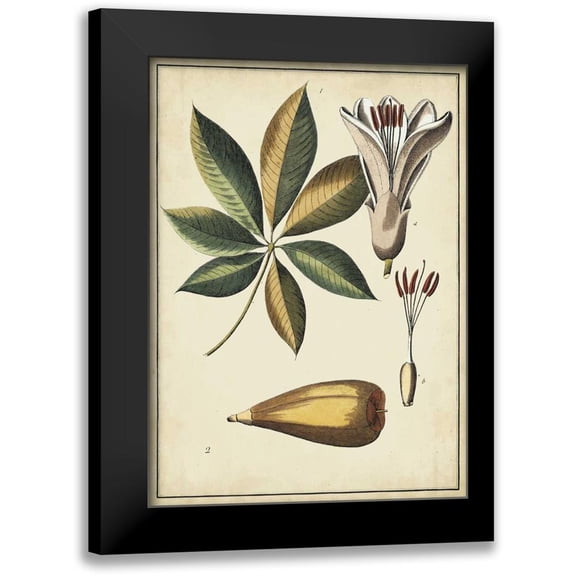 Vision Studio 11x14 Black Modern Framed Museum Art Print Titled - Ivory Botanical Study IV