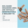 thumbnail image 7 of Women's SBO Probiotics, 25 Billion CFU, 60 Capsules, Dr. Axe / Ancient Nutrition, 7 of 7