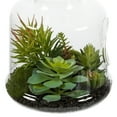 thumbnail image 2 of Vickerman 10" Artificial Green Assorted Succulents in Glass Jar., 2 of 6