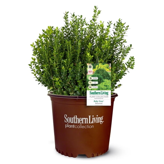 Southern Living Baby Gem Boxwood Live Shrub in 2.5-Quart Grower Pot