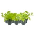 thumbnail image 2 of 7-PK Live Neon Pothos, Epipremnum aureum 'Neon', Air Purifying Indoor Plant, Low Light Houseplant, Easy Care Plant, 4-inch Pot(s), 2 of 6