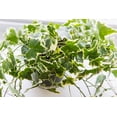 thumbnail image 2 of 6 in. Variegated English Ivy - Air Cleaning, 2 of 5
