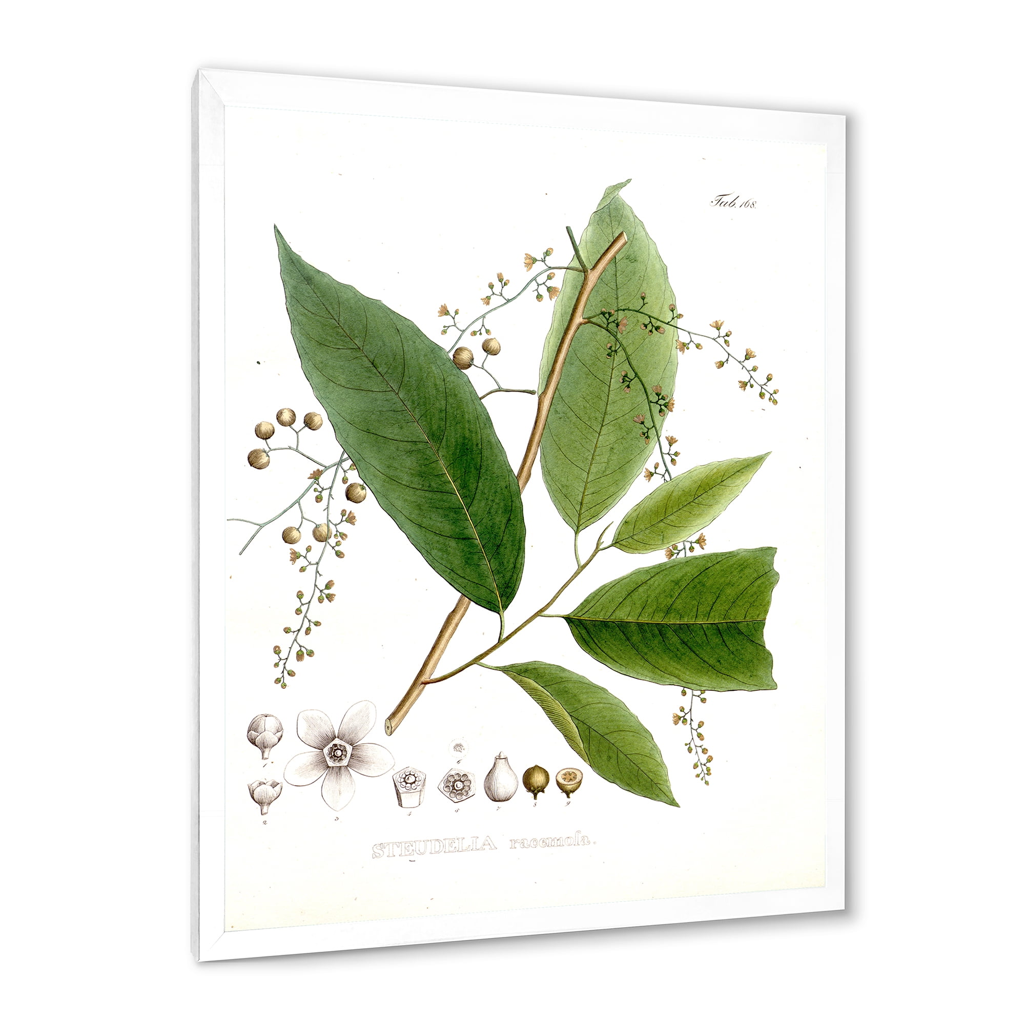 Designart 'Ancient Brazilian Plant I' Traditional Framed Art Print