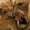 Bonding Lions, variant on Elephant Stock Lion King Wall Art - Horizontal Canvas Wall Art - Living Room Wall Decor - Animal Canvas - Brown And Blue Decor - 51" x 34"