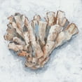 thumbnail image 2 of Harper, Ethan 12x12 White Modern Wood Framed Museum Art Print Titled - Coral Display IV, 2 of 4