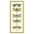 thumbnail image 2 of Zarris, Chariklia 13x24 White Modern Wood Framed Museum Art Print Titled - Dragonfly Collector I, 2 of 4