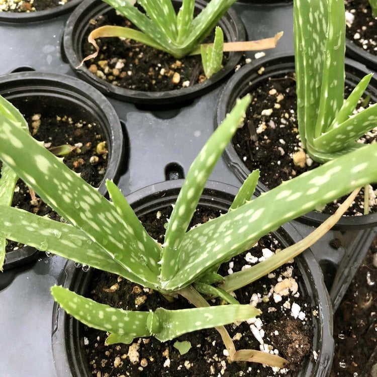 Aloe Plant, (Aloe barbadensis Miller) 2.5 inch pot — free download
