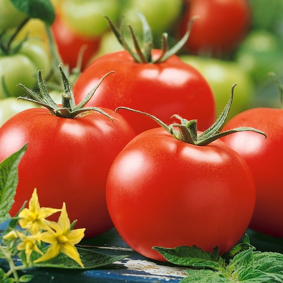 Stupice Tomato Seeds - 300 Mg Packet ~65 Seeds - Non-GMO, Heirloom - Vegetable Garden - Solanum lycopersicum
