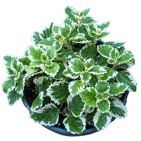 Plectranthus Forsteri 'Marginatus' Variegated Swedish Ivy Succulent Live Plant 2 Inch for Indoor Outdoor Home Office Garden Decor