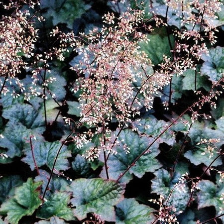 RedCrocus Palace Purple Coral Bells - Shade-Tolerant Perennial with Purple Foliage, Late Spring Blooms, Pollinator Attractant, Container & Garden Use 1 Gallon (Pack of 4)