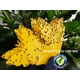 thumbnail image 2 of 25 Trampa pegajosa para moscas de la fruta y mosquitos LIGHTSMAX LIGHTSMAX PEGAMENTO, 2 of 8