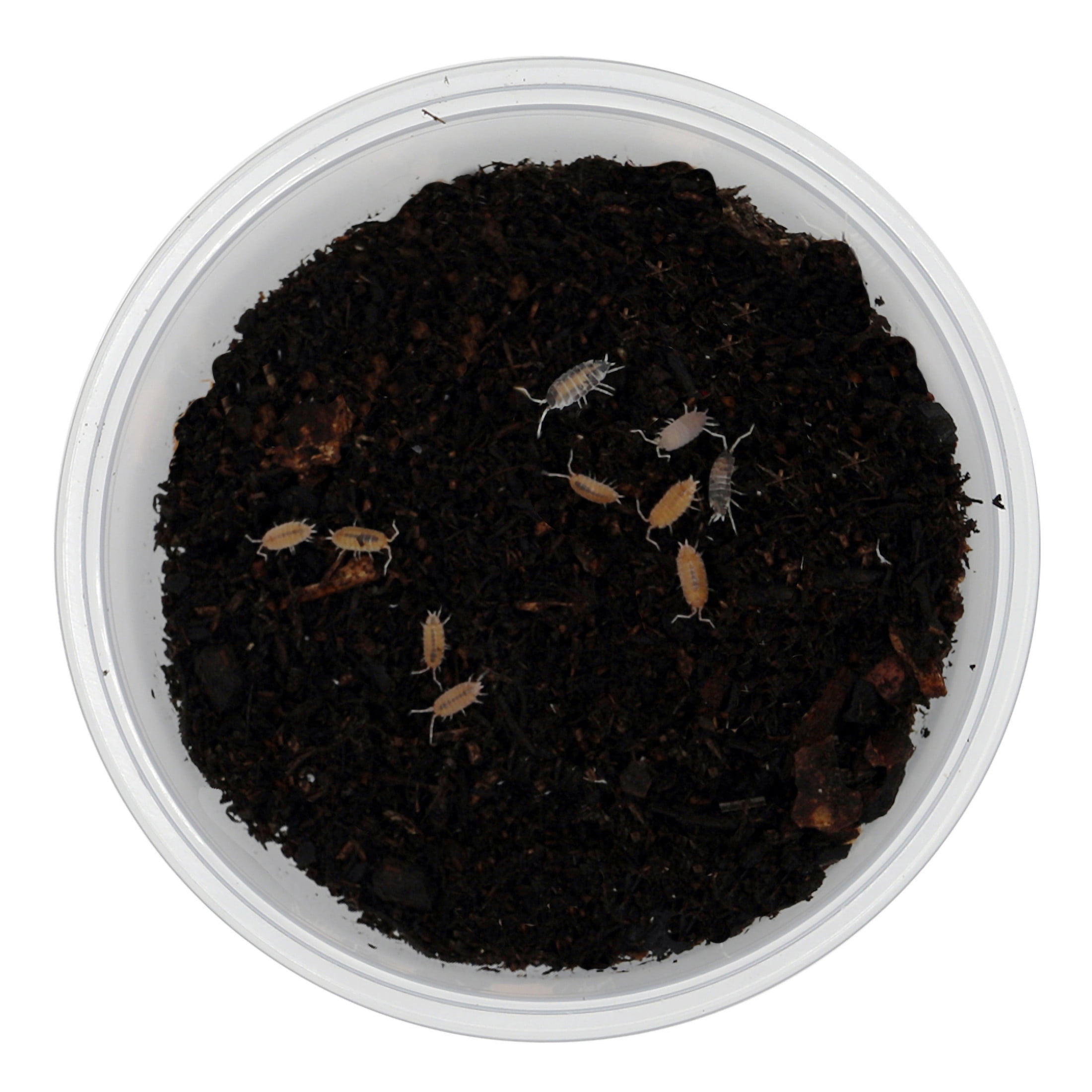 ReptiCulture Party Mix Isopod 10 ct