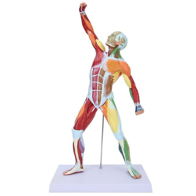 Modèle Musculaire, Modèle Musculaire Humain Miniature Structure Musculaire Durable et Fiable pour Exposition pour École pour Vie pour Guide Éducatif