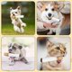 thumbnail image 3 of Interactive Giggles Dog Toys Funny Cigarettes Dog Toy Squeaky Cigar Pet Toys, 3 of 5