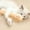 Beige, variant on Ikohbadg Cat Catnip Toy Interactive Cat Kicker Toy Soft Plush Kitten Pillow Stick Kitten Chasing Chewing Exercising Catnip Filled Plaything for Puppy Indoor Pet for Cat Lovers Gift, Gray