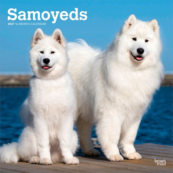 Samoyeds | 2027 12x24" (Hanging) Wall Calendar | Plastic-Free