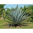 thumbnail image 2 of Agave Tequilana  Live Medium Size Plant  Blue Weber Tequila Succulent  Drought Tolerant Hardy Ornamental Specimen, 2 of 9