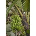 thumbnail image 2 of Grall, Don 23x32 White Modern Wood Framed Museum Art Print Titled - Ecuador Bananas growing wild in a cloud forest, 2 of 4