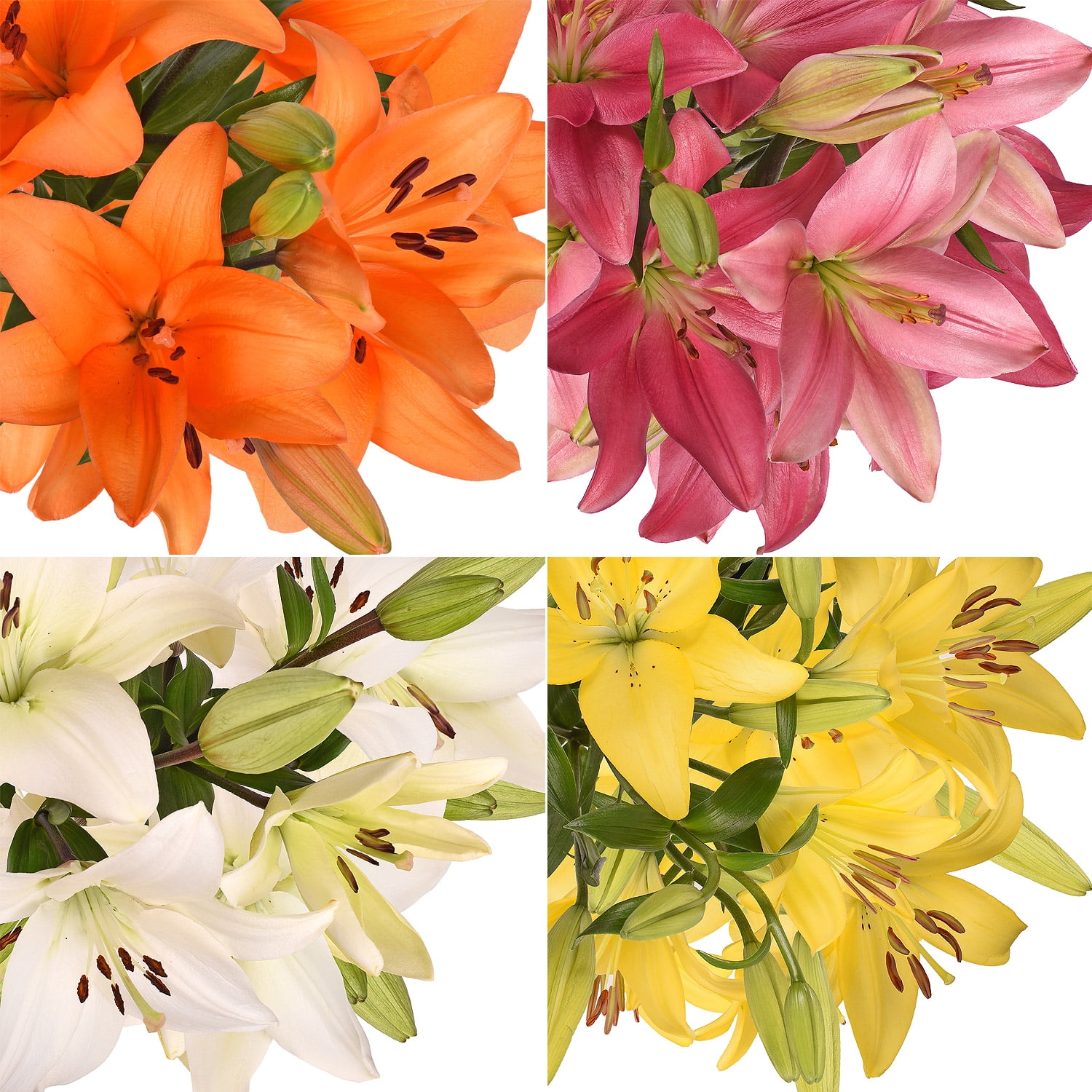 Fresh Cut Assorted Asiatic Lilies, Pack of 40 by InBloom Group
