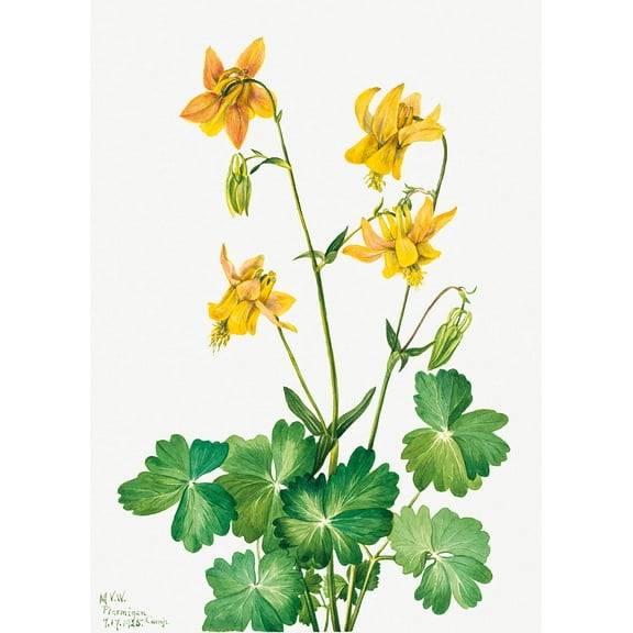 Botanical Plant Illustration - Lemon Columbine (Aquilegia flavescens) by Mary Vaux Walcott - 12" x 18" Art Print Wall Decor