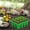 Green, variant on Reusable 12 Cells Seeds Starter Tray, Plants Starter Tray with Drainage Holes for Seeds Germination, Easy to Repotted, Garden Trays
