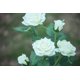 thumbnail image 3 of Paquete de luces solares decorativas para exteriores, luces rosas para jardín, patio, camino, impermeables, color blanco, 3 of 5