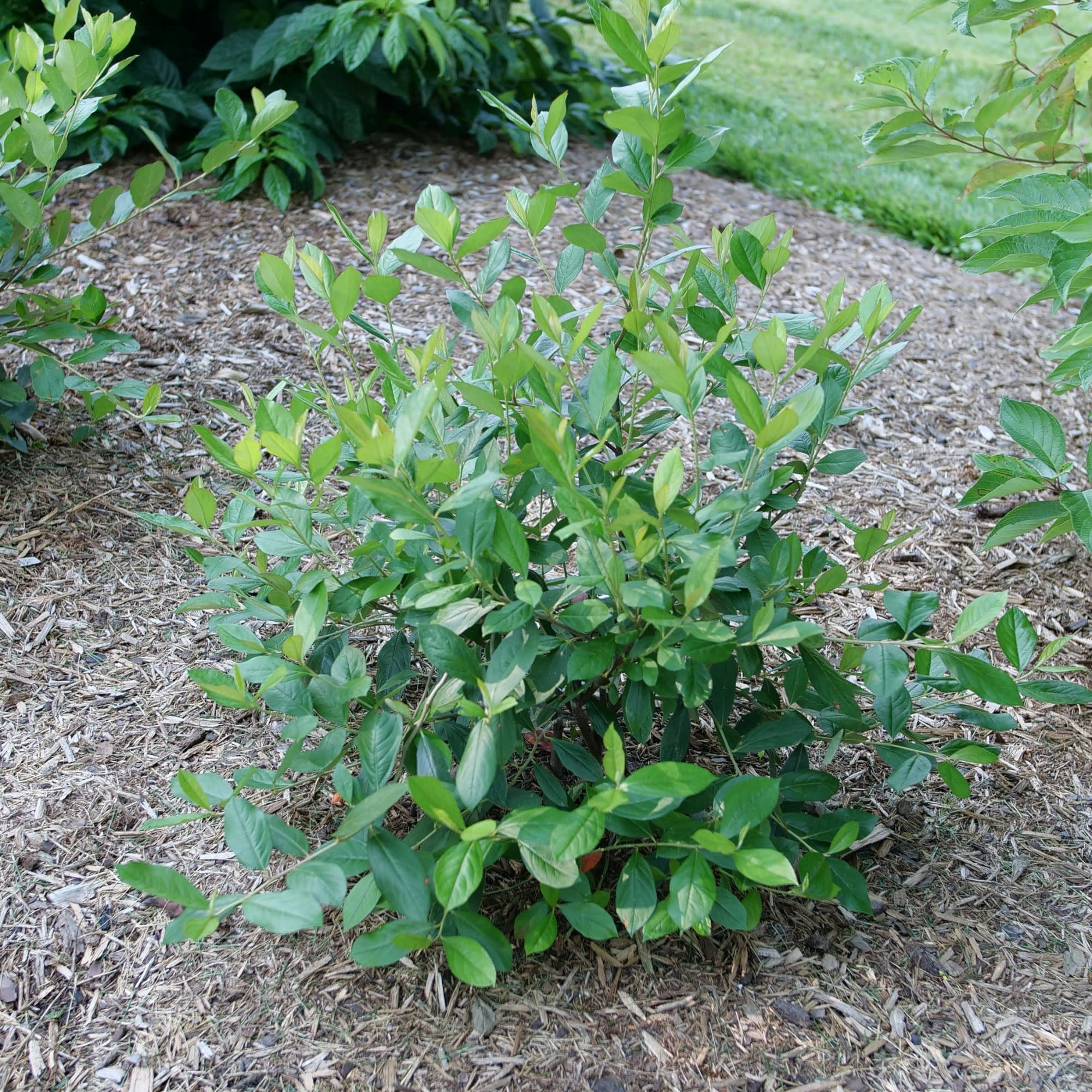 Proven Winners ColorChoice 5" Berry Scape Aronia Live Plant in 4.5" Pot (4 Count)