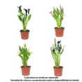 thumbnail image 1 of Planta cala varios colores 1 pza, 1 of 4