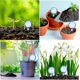 thumbnail image 5 of Flower Plant Automatic Watering Irrigation Dripper 1.96" Diameter (blue) 12 Piecesbd, 5 of 5