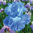 thumbnail image 2 of Van Zyverden Iris Bearded Full Tide (1 Dormant Bulb) Partial Sun, Blue, Perennial, 2 of 8