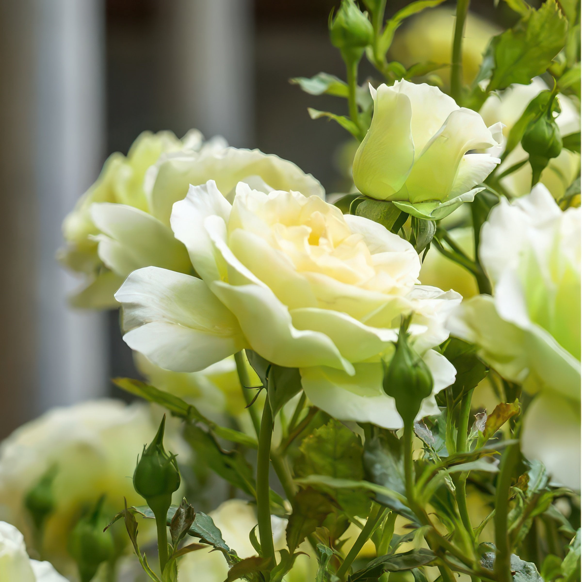 National Plant Network Bare Root Rose Mint Julep Hybrid Tea with Yellow-Green Flowers