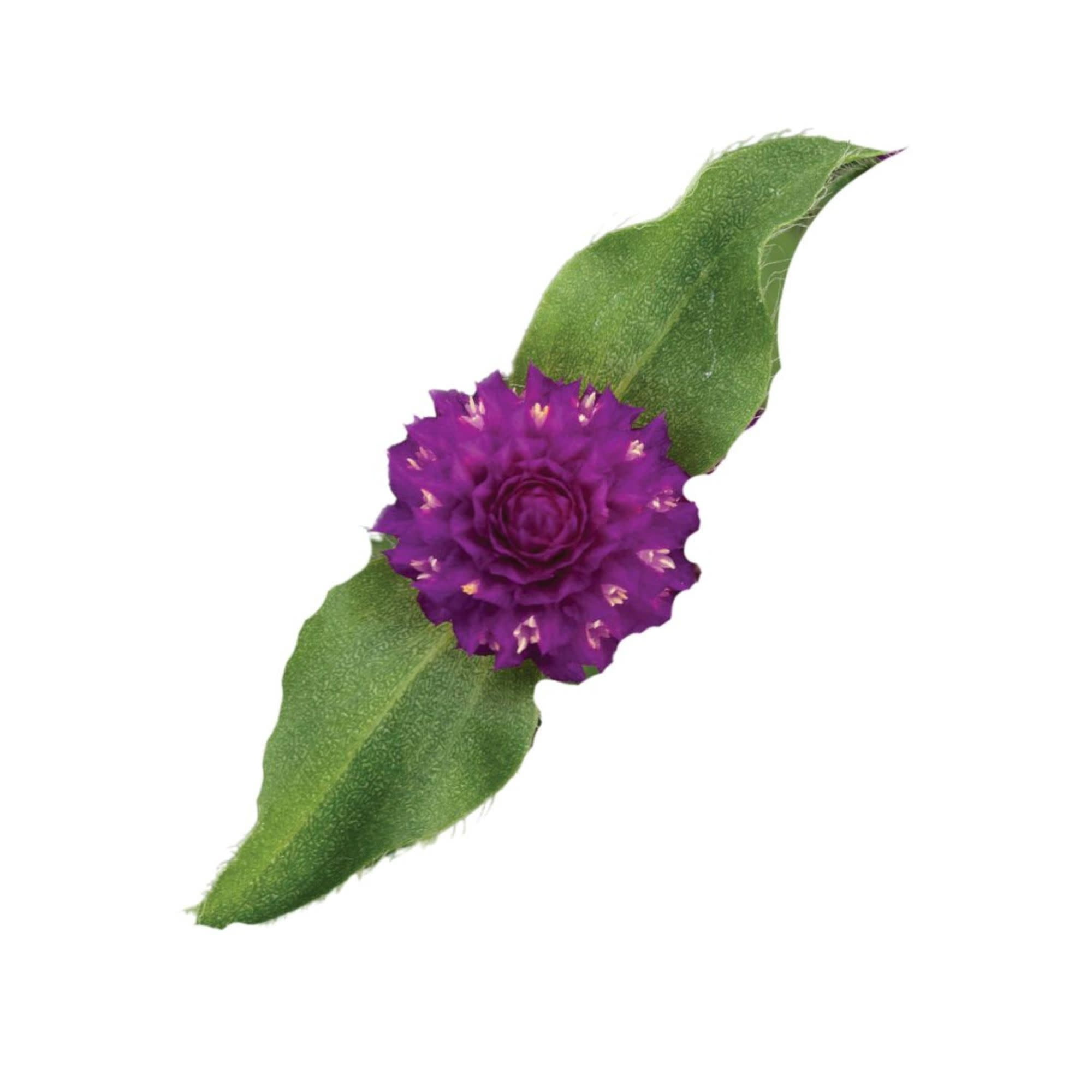 Proven Winners 4" Purple Lil' Forest Plum Bachelor Button Live Plant in 4.25" Pot (4 Count)