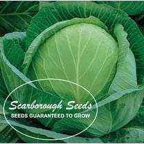 Scarborough Seeds Golden Acre Cabbage 500 Seeds Heirloom Non GMO Garden Seeds