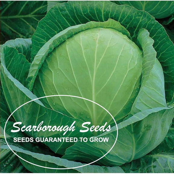 Scarborough Seeds Golden Acre Cabbage 500 Seeds Heirloom Non GMO Garden Seeds