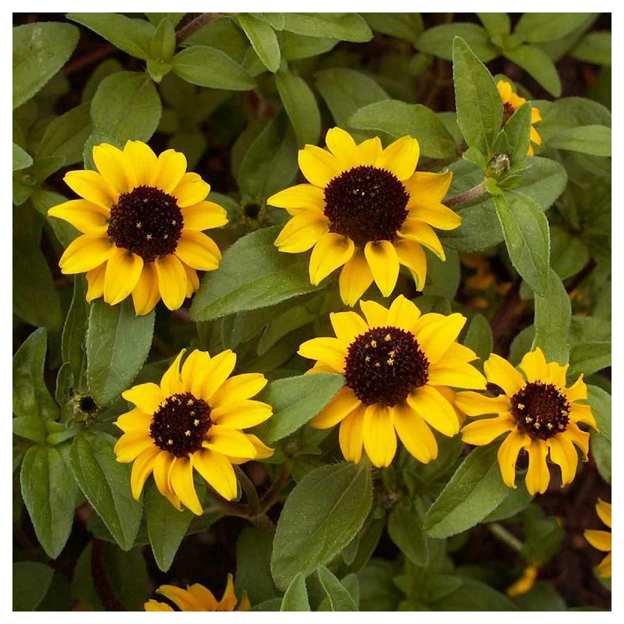 Everwilde Farms - 1/4 lb Creeping Zinnia Garden Flower Seeds - Gold Vault Bulk Seed Packet