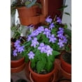 thumbnail image 2 of 50 BROWALLIA (Amethyst Flower / Bush Violet) Browallia Americana Flower Seeds, 2 of 5