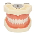 thumbnail image 1 of Modelo de preparación dental, modelo dental de quiste maxilar, modelo de dientes de quiste, modelo educativo de quiste dental, rendimiento inigualable, 1 of 8