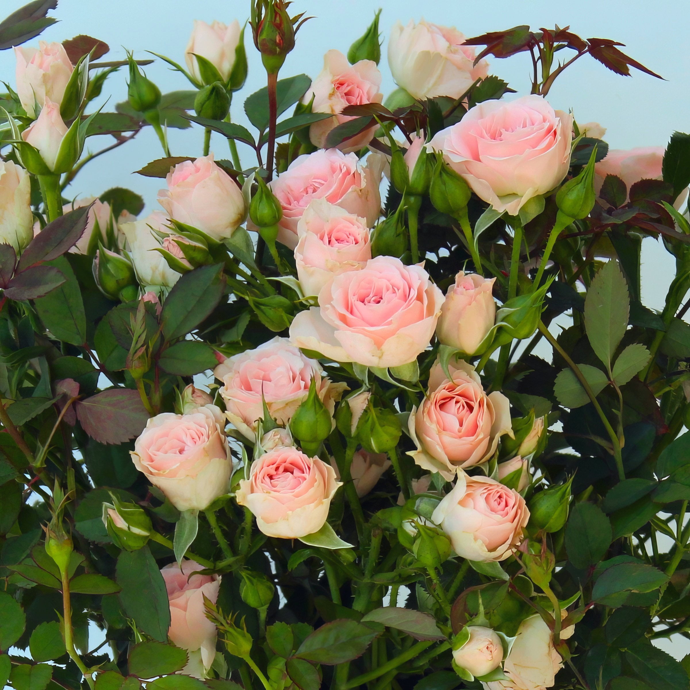 2 gal. Cupcake Rose with Pink Flowers