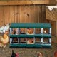 thumbnail image 3 of Green chicken nesting box con lockable lid, 10 compartments para easy egg collection y protection, no legs, 3 of 5