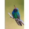 thumbnail image 2 of Archer, Ken 11x14 Black Ornate Wood Framed with Double Matting Museum Art Print Titled - Broad-billed hummingbird, 2 of 4