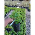 olympian-fig-ficus-carica-live-plant-1-qt-walmart