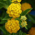 thumbnail image 2 of 2 Yellow Lantana Plants Live, Trailing Lantana Plant, Outdoor Growing, Well Rooted, 6 to 8 Inch, 2 of 5