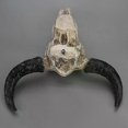thumbnail image 5 of Vintage 3D Horned Skull Resin Wall Hanging Decor for Home Office Animal-Inspired Craftsmanship Gift Idea, 5 of 5