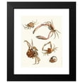 thumbnail image 2 of Johann Heinrich Sulzer 12x14 Black Modern Framed Museum Art Print Titled - Dr. Sulzer's Short History of Insects, Pl. 30 (1776), 2 of 5