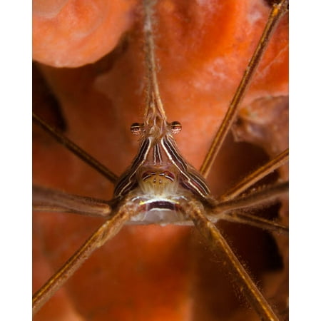 Arrow Crab close-up West Palm Beach Florida Poster Print by Brent BarnesStocktrek