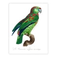 thumbnail image 3 of Artery8 Francois Levaillant The Blue Fronted Amazon Parrot Framed Wall Art Print Home Décor A4, 3 of 4