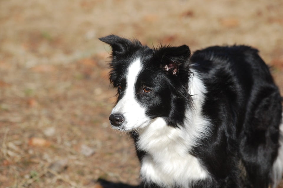 border collie muzzle