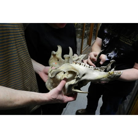 - LAMINATED POSTER Teeth Anatomy Skull Skeleton Animal Skull Jaw Poster Print 24 x 36
